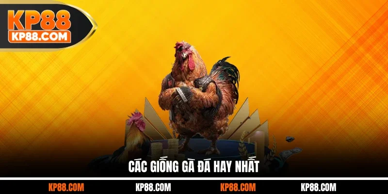 Các giống gà đá hay nhất