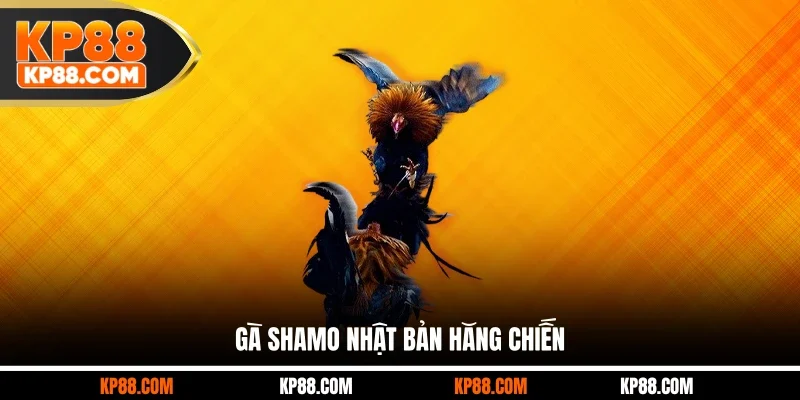 Gà Shamo Nhật Bản hăng chiến